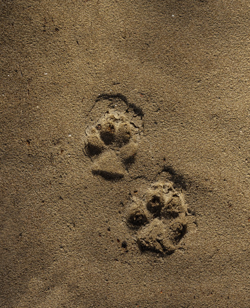 狗的足迹图片下载