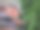 生长在树干上的单生多孔菌图片下载