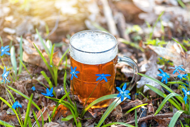 啤酒和蓝花春，雪花莲西拉图片下载