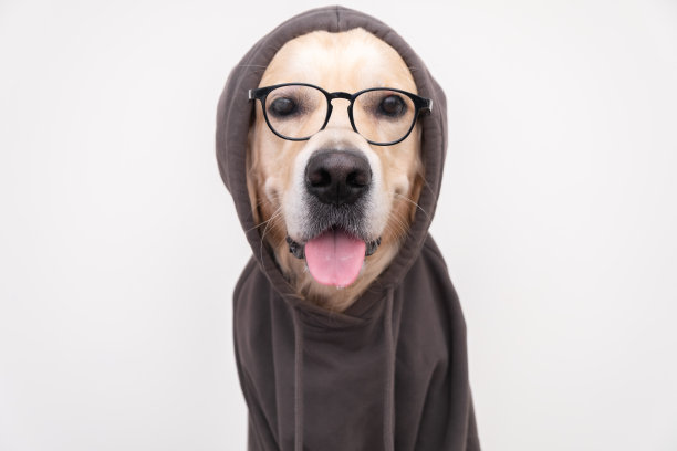 一只戴着眼镜的狗穿着深灰色的运动衫，坐在白色的背景上。金毛猎犬打扮成程序员或学生的样子。图片下载