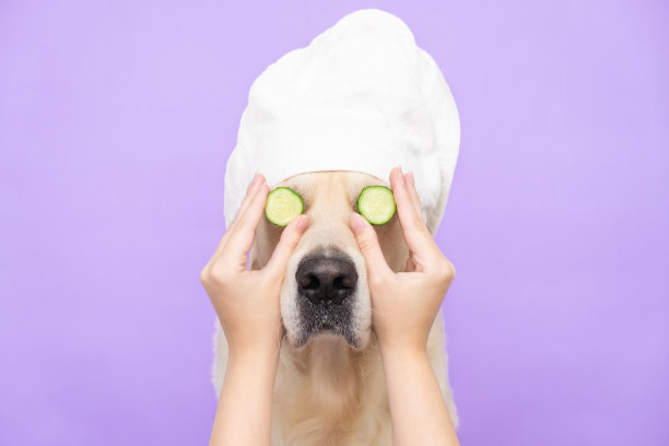 可爱的金毛寻回犬在做完水疗后放松地坐在紫色的背景上，脸上贴着黄瓜。狗在整容手术。宠物美容图片下载