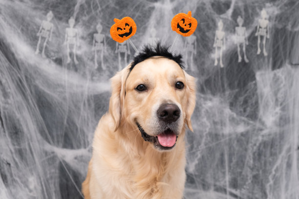 万圣节狗。南瓜边的金毛猎犬坐在黑色的蛛网背景上图片下载