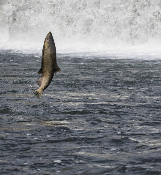 飞向天空图片下载