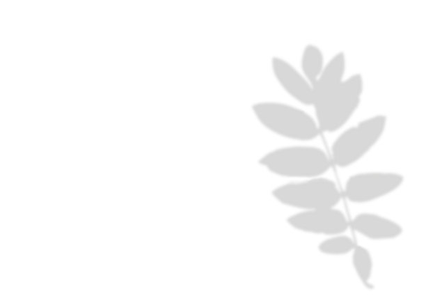 叶的影子。模糊柔软效果。(花楸、灌木)。自然灰色剪影与空白空间。图片下载