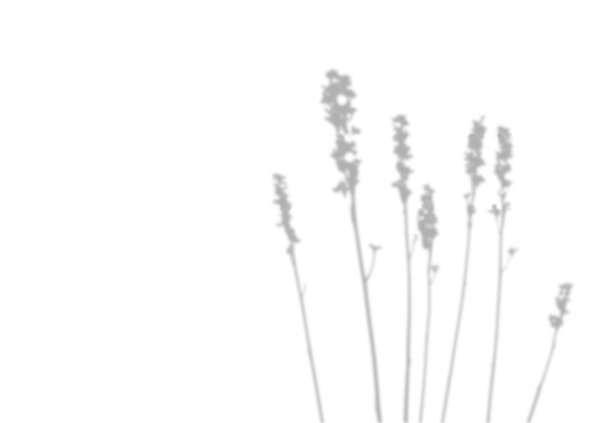 模糊的阴影。长茎的花。自然柔和的效果。现实植物剪影与空的空间。图片下载