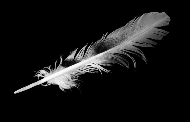 黑色孤立背景上的灰色羽毛图片下载