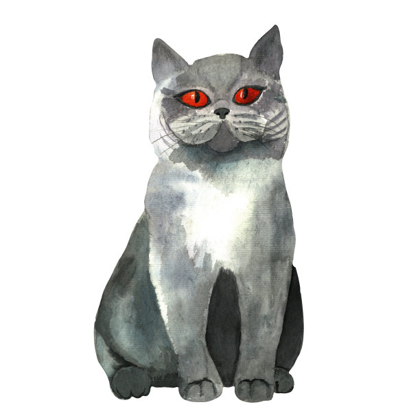 水彩画猫，苏格兰直，孤立在白色。图片下载