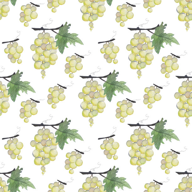 树枝上的葡萄。葡萄树。水彩插图。图片下载