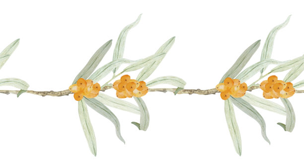 带有浆果和叶子的沙棘枝。药用水果植物水彩植物插图。图片下载