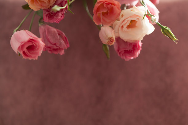 粉红色和奶油色的花在褪色的粉红色背景上图片下载