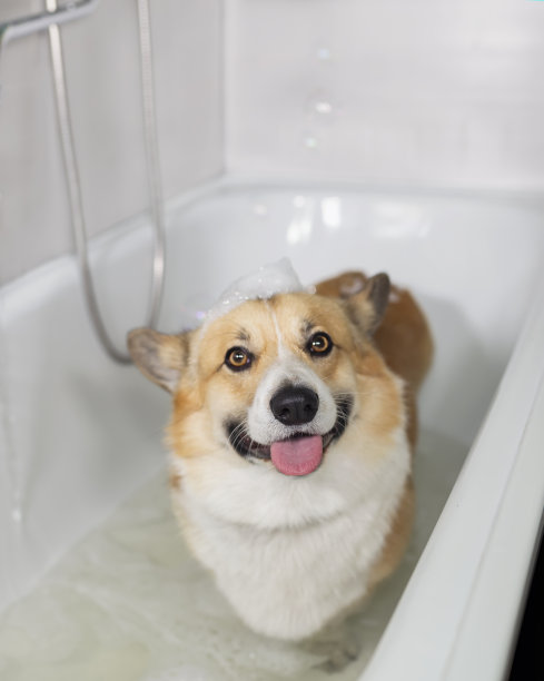 柯基犬站在浴室里用泡沫和泡泡洗澡图片下载