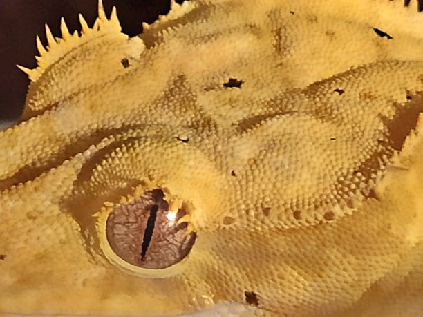 冠毛犬壁虎图片下载