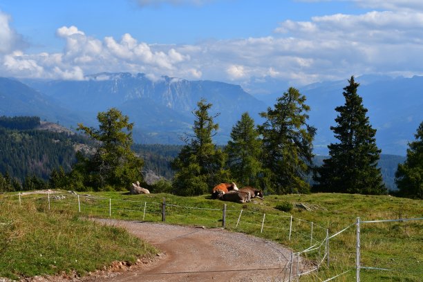 在南蒂罗尔山脉后面的牧场上有奶牛图片下载
