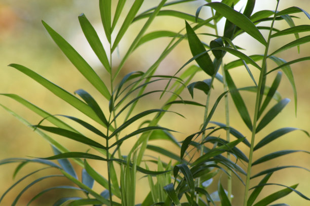 合上金果棕榈，把叶黄素分离出来图片下载