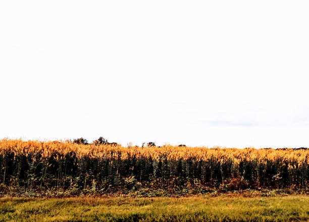场的小麦图片下载
