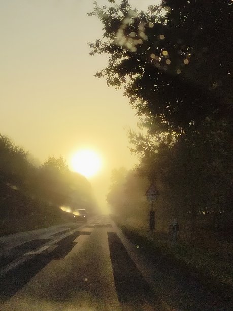 草地上的雾图片下载