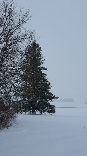 雪落在松树上图片下载