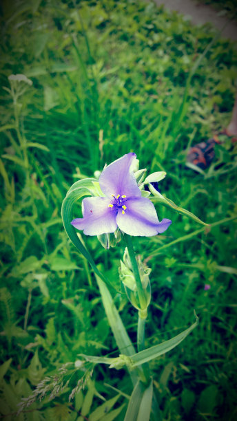 紫色的野花图片下载