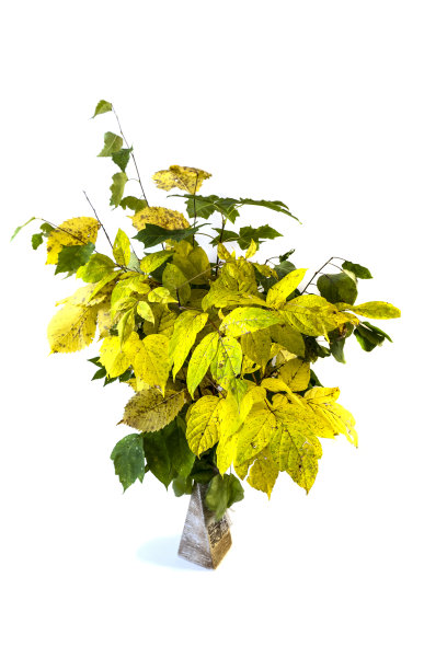 孤立的秋天花束，树枝与黄叶插在花瓶里图片下载