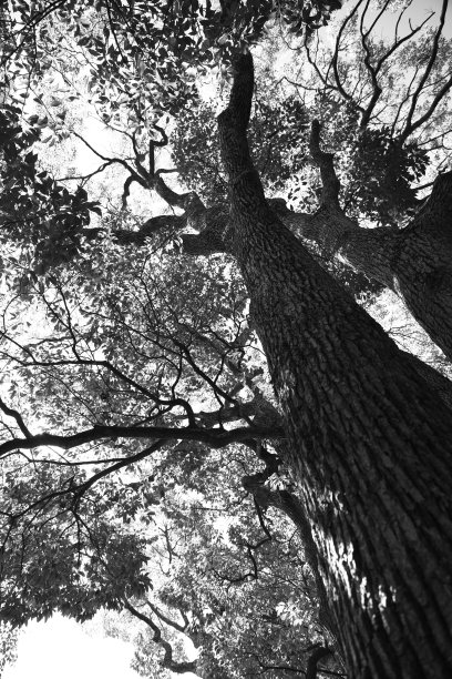 抬头看树-黑白相间图片下载