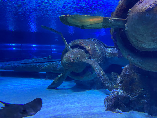 日本地狱猫沉船，所罗门群岛图片下载