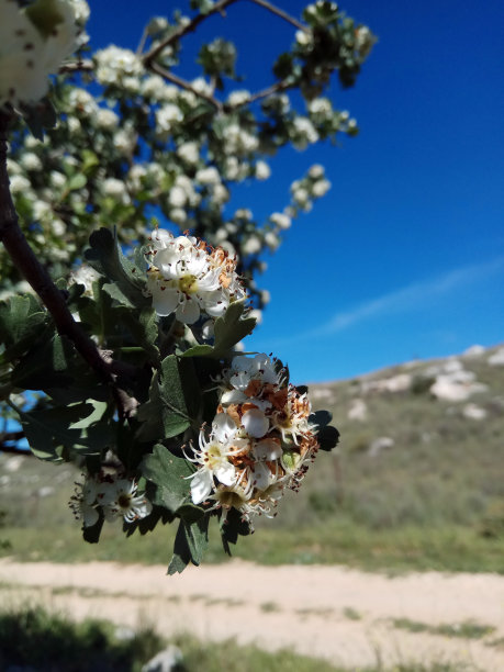 地中海的春天图片下载
