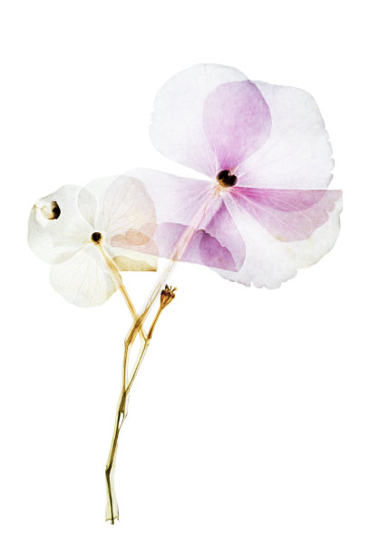 压干的干花绣球花孤立在白色的背景上图片下载