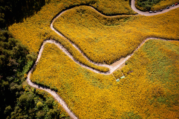 鸟瞰图的墨西哥向日葵(东布阿通花)在山上日落时，在泰国湄宏松省。图片下载