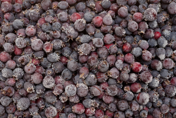 冷冻saskatoonberry图片下载