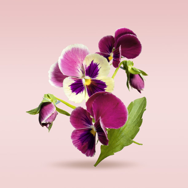 花紫罗兰三色与花瓣飞在粉红色的背景图片下载