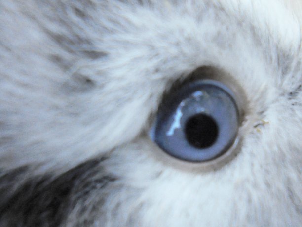 安哥拉兔图片下载