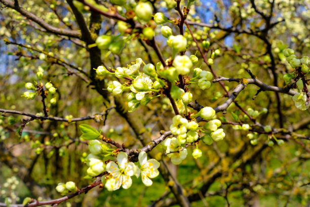 春天的花园里有粉红色的花和心。春天盛开的樱花枝上模糊自然抽象的背景。图片下载