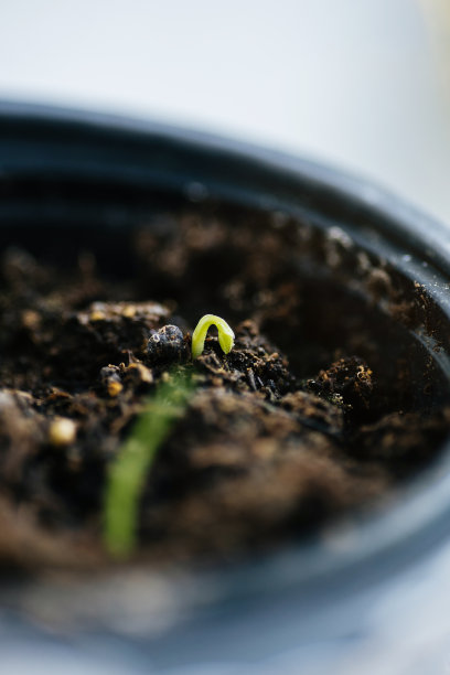 绿色的小芽在肥沃的土壤里发芽图片下载