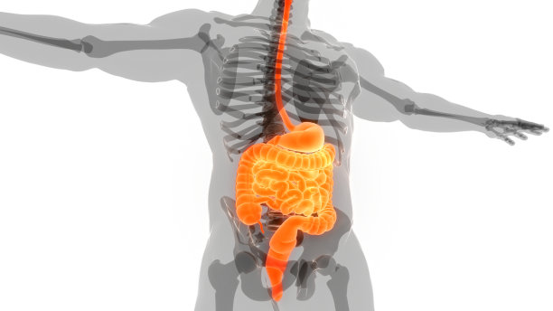 人体消化系统解剖学图片下载