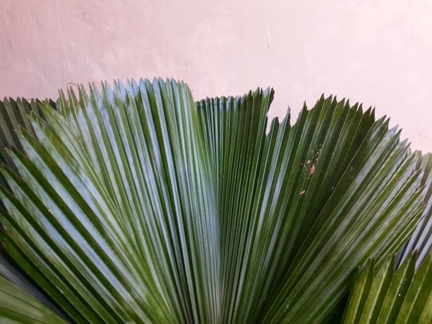 装饰植物图片下载