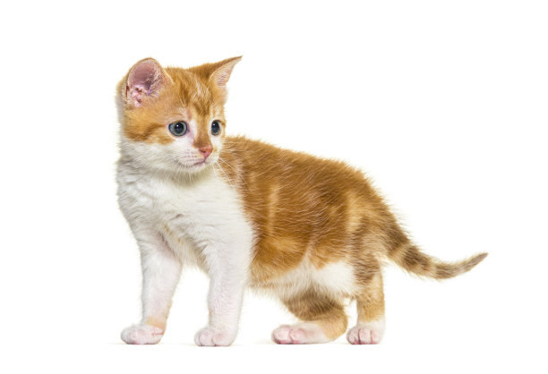 混血猫姜和白色，孤立在白色图片下载