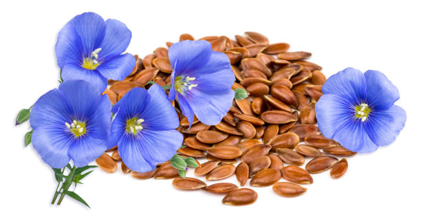 在白色背景上分离的亚麻种子和花图片下载