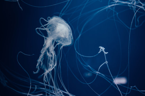 水母漂浮在水中图片下载