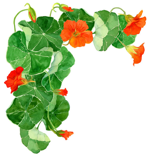 水彩花卉边界隔离在白色的背景。植物插图图片下载