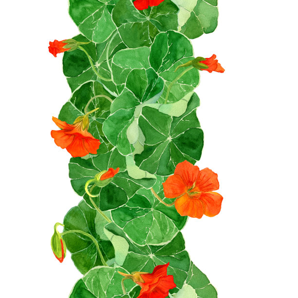 水彩植物插图旱莲花无缝边界。图片下载