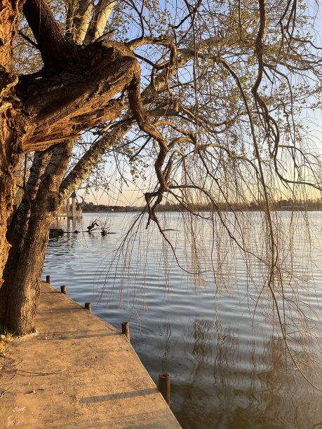 河边的树图片下载