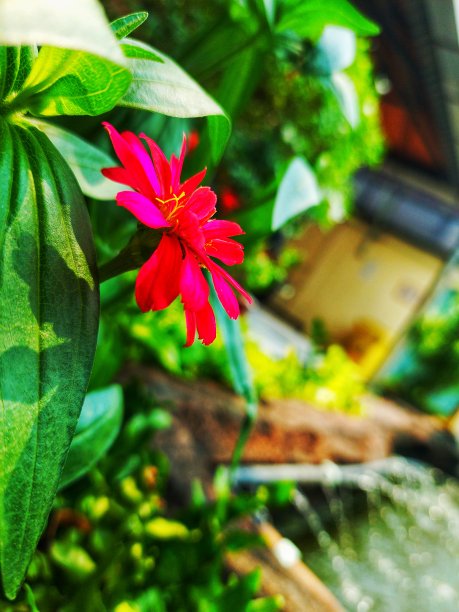 红色的花图片下载