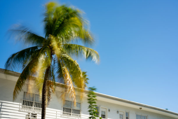 迈阿密海滩场景。长曝光照片与运动模糊棕榈树图片下载