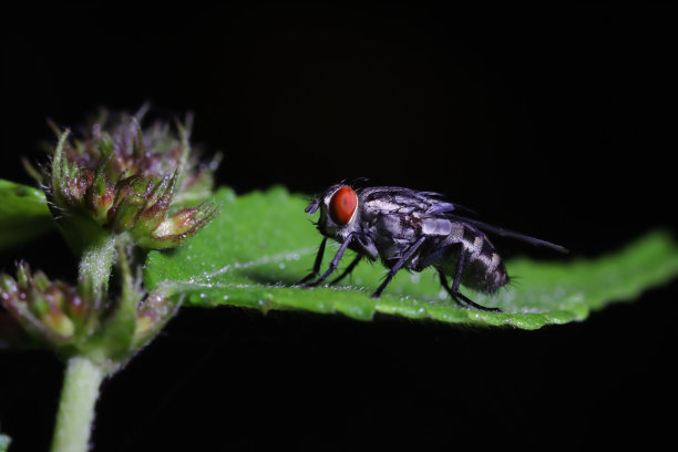 特写微距照片的苍蝇。图片下载