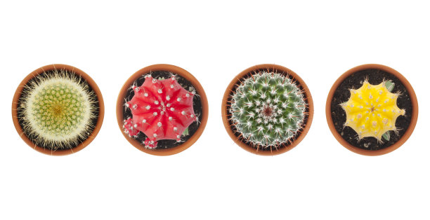 仙人掌俯视图图片下载