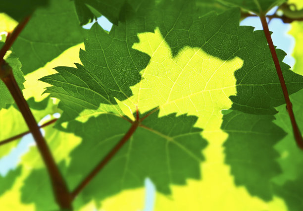 葡萄园的特写镜头图片下载