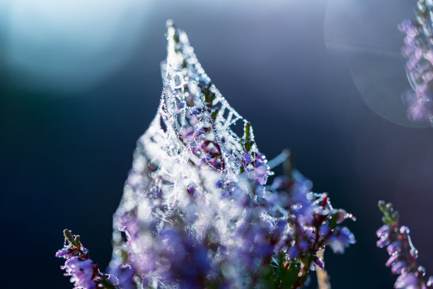 在美丽的散景和灯光的背景下，令人惊叹的紫色荒原。植物的照片。图片下载