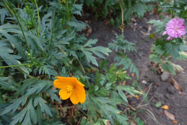 羽状裂的绿色叶子和橘黄色的花在九月图片下载