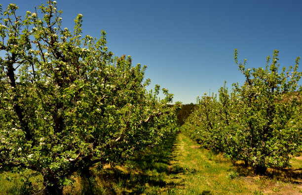 在南非的朗克鲁夫，在早春含苞待放的漂亮的帕克汉梨树图片下载
