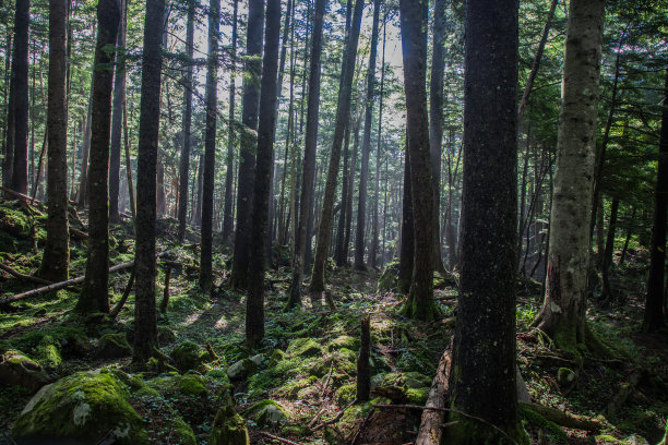 阳光在松树林中形成阴影图片下载